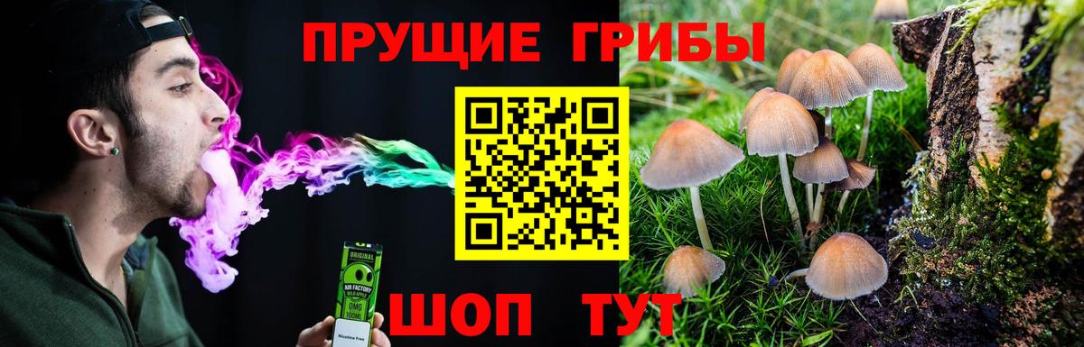 Заинск  Псилоцибиновые грибы Psilocybe  Вход с VPN 